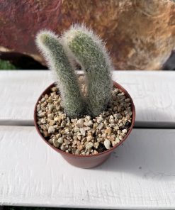 Hildewintera Colademononis
