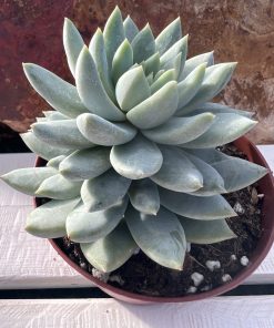 Sedeveria Lilac Mist