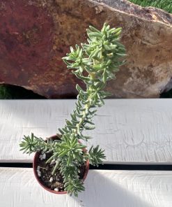 Sedum griseum