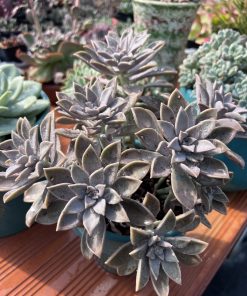 Graptophytum 'Artefact'