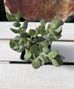 Cotyledon woodii