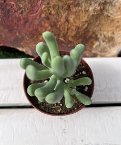 Sedum Alantoides