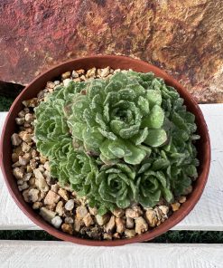 Rosularia Plathyphylla