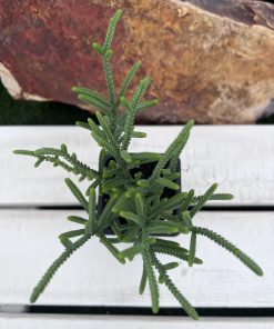 Crassula Muscosa