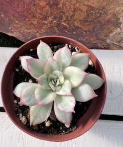 Echeveria Esther variegated