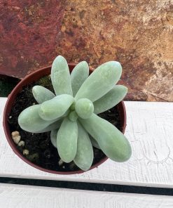 Pachevedum Ray's Comfit