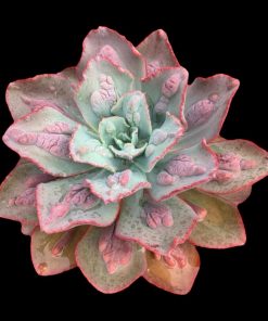 Echeveria Pointer