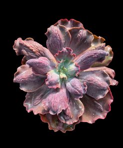 Echeveria bouquet