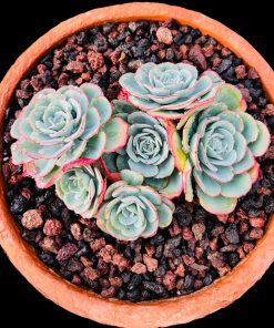 Echeveria Atlantis