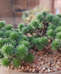 Sedum multiceps
