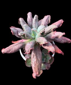Echeveria cobblestone