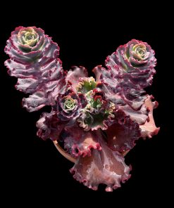 Echeveria mauve jade