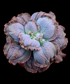 Echeveria blue cat