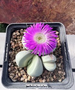Argyroderma pearsonii