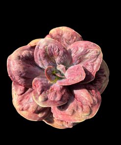 Echeveria Lilac frost