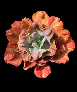 Echeveria Purple raindrops