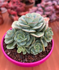 Echeveria 'Nubia'