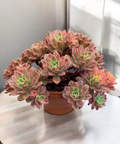 Aeonium bronze medal variegated
