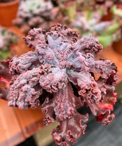 Echeveria Lavander frills