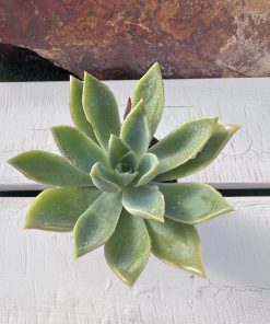 Graptoveria water lily