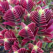 Crassula capitella "Red Pagoda"