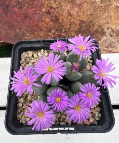 Conophytum bilobum ssp
gracilistylum «chauvimae»