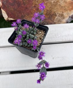 Antimima turneriana