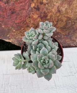 Echeveria Prolífica