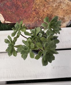 Aeonium lindleyi var. viscatum
