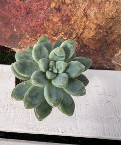 Graptosedum paseo