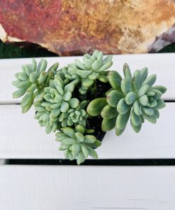 Sedum Shangri-La
