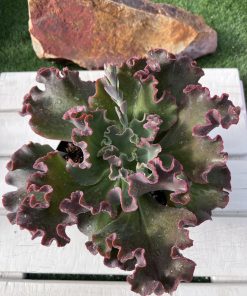 Echeveria Cupeno