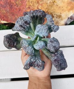 Echeveria Purple cauliflower