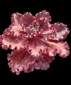 Echeveria Amethys