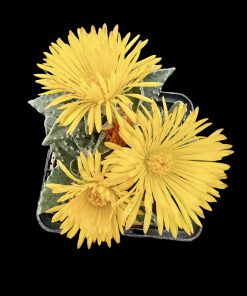 Faucaria Tigrina