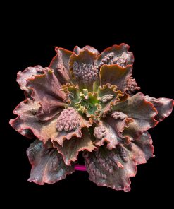 Echeveria Whiz kid