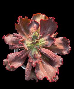 Echeveria Alex