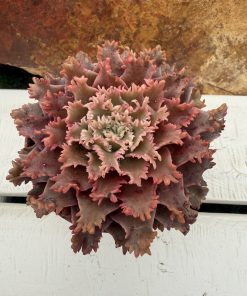 Graptoveria 'Starfire'