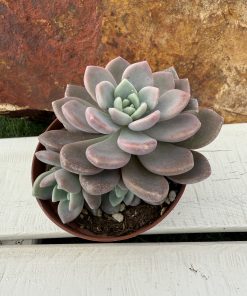 Graptoveria 'Graine De Jour'