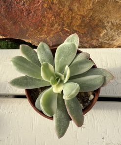 Echeveria Luella variegata
