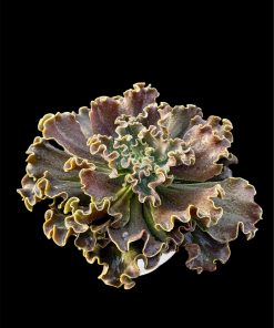 Echeveria Darkness