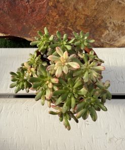 Aeonium SEDIFOLIUM