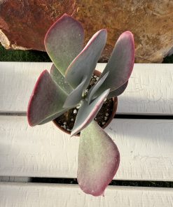 Cotyledon Karoo