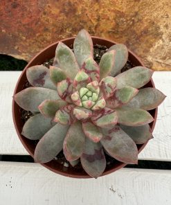 Echeveria Blood swallow