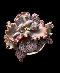 Echeveria Music box
