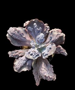 Echeveria Marble