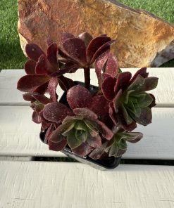 Aeonium Color boundary