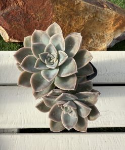 Graptoveria Fantome