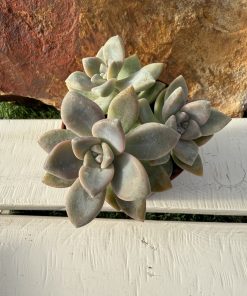 Graptosedum "Nuit Blanche