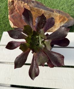 Aeonium Ice warrior